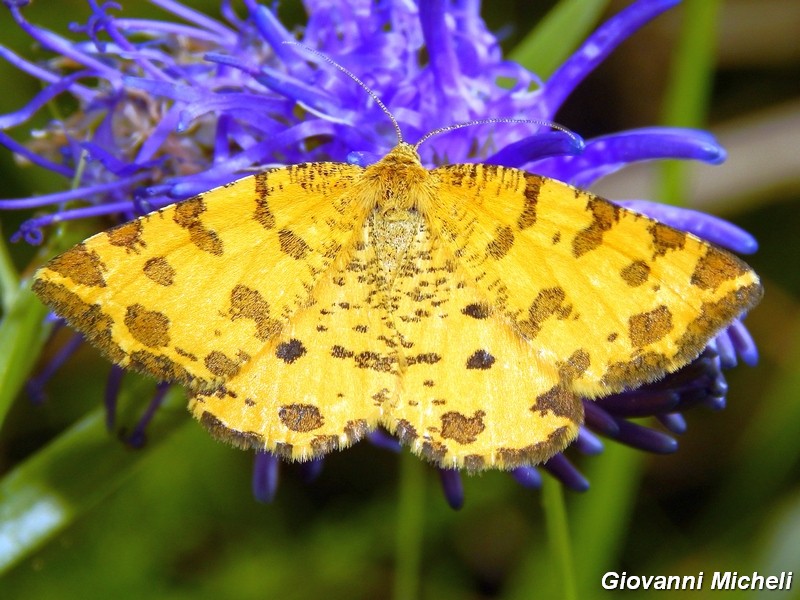 Geometridae da confermare